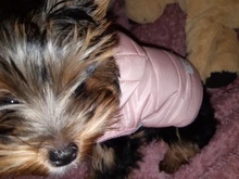 Clothing Jacket Puppy-Coat Dogs Pet-Chihuahua Winter Yorkshire Small Medium Pug for Schnauzer