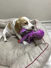 Dog-Squeaky-Toy Octopus Sounding-Paper Dogs French-Bulldog Interactive Plush Large Small