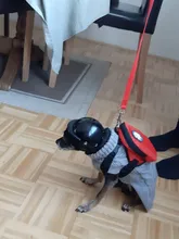 Mochila de nailon de colores para Gato, mochila multifunción con arnés y correa para perros pequeños