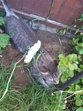 Conjunto de arnés y correa de Gato de Ángel para perros y gatos pequeños, correas ajustables de 10 colores para mascotas