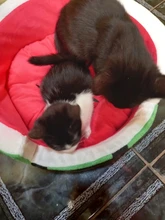 1pc Cute Kennel House Warm Cotton Watermelon Modeling Dog Bed Mat Sofa Pet Cat Bed