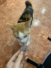 Placas de identificación personalizadas para perros, placas de identificación de Metal para cachorros, placas de identificación antipérdida para perros, gatos Pitbull, tarifa de grabado incluida accesorios para perros