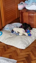 De pana de pana juguetes para perros pequeños perros grandes de forma de Animal felpa mascota cachorro chillón masticar juguete mordedor resistente accesorios de mascotas suministros