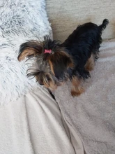 Accesorios para el cuidado de mascotas, pinza de pelo para perro, corona, lazo, horquillas Multicolor para perros y gatos, gran oferta