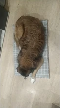 Cama para perros de invierno, camas suaves para perros y mascotas, esterilla, sofá cálido, cojín de Mascota, colchón para perros pequeños, medianos, grandes, gatos, Chihuahua, Cama para Perro