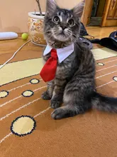 Corbata Formal para perro y gato, esmoquin, Collar de lazo para perro y gato, accesorios para mascotas, traje para perros medianos y pequeños