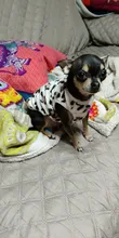 Chaleco de terciopelo para perros pequeños, ropa de invierno para mascotas, camiseta de yorkshire terrier de leopardo, chihuahua