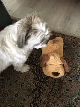 Juguete de entrenamiento de Mascota de peluche para cachorros, alivio de la ansiedad, ayuda para dormir, mordedores de juguete para perros