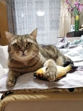 8 Styles Fun Catnip Toys For Cats Simulation Fish Plush Cat Pet Toys Cats Products For