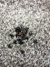 Hot 20pcs 5V 0.3A Mini Size Black SPDT Slide Switch for Small DIY Power