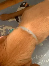 Retráctil tratamiento Collar de perro ser humano repeler pulgas y garrapatas Collar para gatos accesorios de mascotas pequeño mediano perros