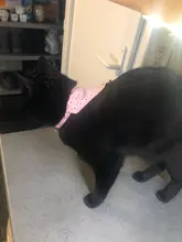 Collar con lazo ajustable para mascotas, Lazo de algodón con diseño Floral para gatos y Chihuahua