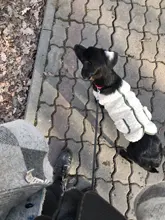 Scarf Jacket Dogs French Bulldog Winter Plush-Coat Pet-Dog Cotton Warm Thick for Puppy-Ropa-Perro