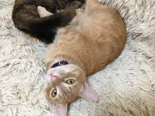 Collar de gato con campana para gatos, cachorros, collares correas para gatos, perros, Chihuahua, Gato, correas, suministros de plomo para mascotas