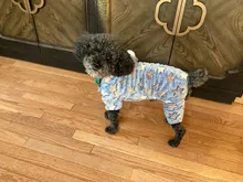 Mono de lana suave para perro, ropa de invierno para perros, pijamas para perros pequeños, trajes para mascotas, ropa con capucha para perros