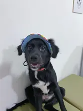 Dog-Cap Headdress-Accessories Puppy Beach-Visor Ear-Holes Dogs Small with for Canvas-Cap