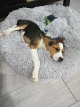 Cama de perro caliente suave y larga de felpa, caseta redonda mullidas de gato, sofá, casa, cojín para dormir cómodo, lavable, para cachorro, Invierno