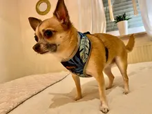 Arnés para perro o gato de nailon, arnés para perro o gato impreso, arneses para perros pequeños, chaleco para caminar para mascotas, correa para gatos, Bulldog Francés, Chihuahua, Yorkshire