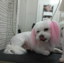 80g Gatos Perros mascotas animales pelo Color brillante colorantes de pigmento de agente suministros pelo colorear perro seguro Accesorios