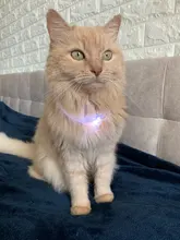 Collar para perro recargable por USB, emisor de luz, TPU, puede cortar la luz de seguridad para perros pequeños y medianos