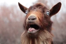 Bikini con espalda en T para mujer, traje de baño Sexy de talla grande, bañador Multicolor con almohadilla en el pecho de nailon, novedad de 2021