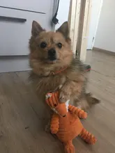 De pana de pana juguetes para perros pequeños perros grandes de forma de Animal felpa mascota cachorro chillón masticar juguete mordedor resistente accesorios de mascotas suministros