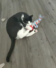 Gato cargador USB juguete interactivo de disquete pez gato realista juguete de gatos domésticos masticar morder juguetes suministros para mascotas gatos perro de juguete