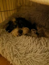 Cama de perro suave juguetes de peluche Donut sátiro ronda perro perrera Ultra lavables suaves perro gato cojín de cama de sofá cálido Venta caliente