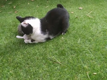 Juguete de hierba gatera con sonido de crujido para gatos, productos para mascotas, juguetes para gatos, dientes de molienda, almohada de felpa para pulgar, accesorios para mascotas