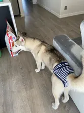 Pantalones cortos para perros para mujer, bragas para menstruación, bragas fisiológicas para mascotas, pañal sanitario lavable