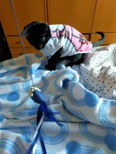 Interactive-Toys Teaser-Stick Cat Catcher Bird-Feather Plush-Cat-Wand Fish Cat Bell Mouse