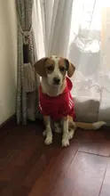 Capucha para perro mascota, ropa de invierno para perros medianos y grandes, chaqueta cálida de lana con capucha, sudadera, abrigo de Bulldog Francés