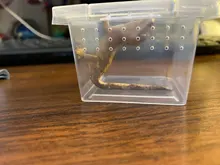 10x caja de alimentación jaula para reptil incubación contenedor tanque de cría claro vivero de reptiles terrario insecto caja de crianza comida alimentación Bo