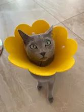 Collares protectores para perros y gatos, cubrebocas de protección curativa para perros y gatos, cubrebocas antimordedura con forma de cono para el cuello