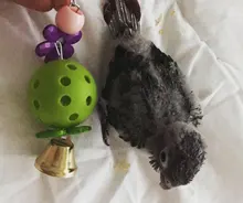 3 uds juguete para loro colorido hueco de bola juguete pájaro periquito loro cacatúa juguete jaula divertido juguetes mascotas pájaro suministros