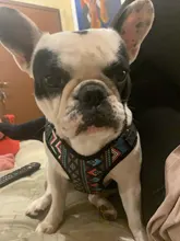 Leash-Set Vest Dog-Harness Reflective No-Pull Dogs French Bulldog Printed Small Fashion