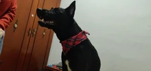 Pañuelo clásico a cuadros para perros y gatos, accesorios para el cuidado de mascotas, bufanda pañoleta, toalla de Saliva