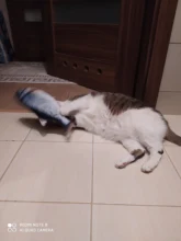 Gato cargador USB juguete interactivo de disquete pez gato realista juguete de gatos domésticos masticar morder juguetes suministros para mascotas gatos perro de juguete