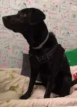 De Nylon reflectante perro arnés sin tirones ajustable mediano grande perro travieso Chaleco de seguridad Vehicular plomo caminar correr