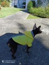 Puppy-Outfit Dogs-Clothing Chihuahua Dog Hoodie Pets Spring Small Fashion Medium