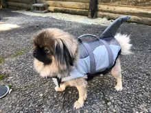 Vida de perro chaqueta Ripstop perro salvavidas tiburón chalecos con el rescate de mascota perro seguridad traje de baño para piscina playa de navegación