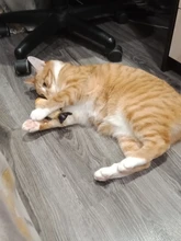 8 Styles Fun Catnip Toys For Cats Simulation Fish Plush Cat Pet Toys Cats Products For