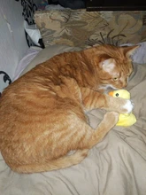 De calamar juguete de perro de mascota de peluche de juguete de masticar cachorro prensa sonido de chirrido juguetes para perros varios juguetes