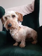 Collar de moda para perro con impresión personalizada, de nailon, collares para mascotas personalizadas, collares para cachorros y gatos con etiqueta de identificación grabada, accesorios para perros