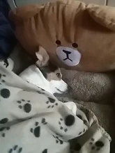 House Dogs-Blanket Dog-Bed Small Removable-Cover Pet Warming Soft Winter Cartoon