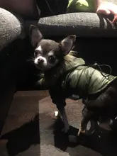 Hoodie Clothing Pet-Jacket Dog-Coat Small Dogs Chihuahua For Yorkshire Winter Cotton
