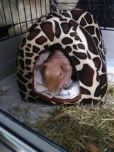 Bed Kennel Dog-Bed Cat House Strawberry Cave Nest Pet-Product Foldable Soft New Winter