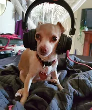 Leash-Dog-Accessories Necklace Pet-Collar Puppy Rhinestone Cats Small Dogs Bling Crystal-Bow