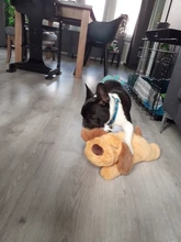 Juguete de entrenamiento de Mascota de peluche para cachorros, alivio de la ansiedad, ayuda para dormir, mordedores de juguete para perros