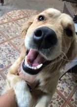 Pulidor de capó de microfibra, almohadilla pulidora para el cuidado de la pintura del coche, 5-6 , 7-8, 9-10 , 3 tamaños